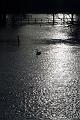 7. Flood